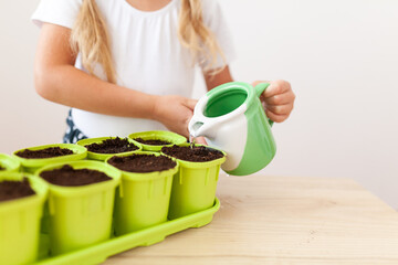 Little girl in a white T-shirt plants pea seeds in green pots, a child cares for plants, a home garden on the window