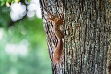 Portrait of squirrel on a tree