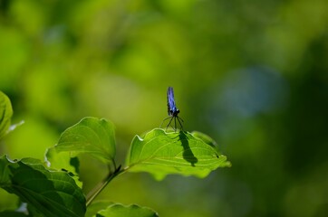 Libellula blu sulla foglia