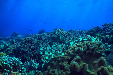 coral reef underwater / sea coral lagoon, ocean ecosystem