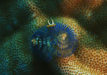 Obraz premium coral reef macro / texture, abstract marine ecosystem background on a coral reef
