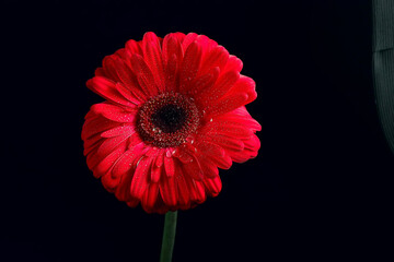 red gerbera flower / red beautiful summer flower, aroma smell concept