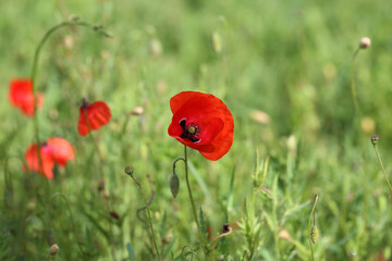 Beautiful wild poppy flower in the meadow