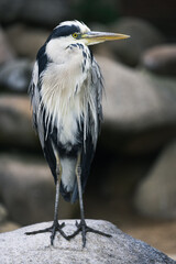 Portrait of a gray heron standing on a rock against dark background