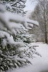 snow covered branches