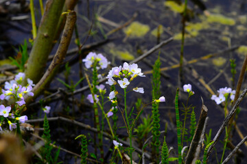 wild flowers in the forest