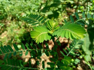 Phyllanthus urinaria (meniran, chamber bitter, gripeweed, shatterstone, stonebreaker, leafflower)...