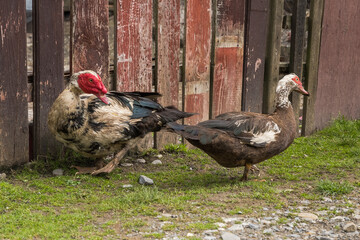 A Male Muscovy Duck Watching the Female and Preparing to Follow Her for Mating