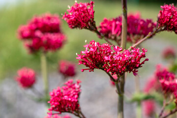 Une bien jolie fleur sauvage