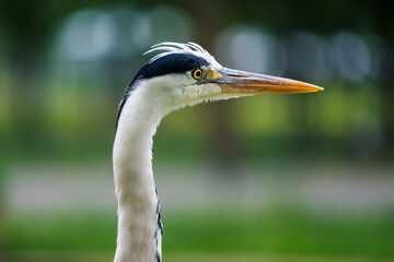 Close-up side portrait of a heron making eye contact