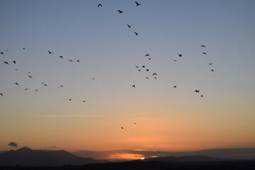 Traumhafter Sonnenuntergang mit Vogelscharm