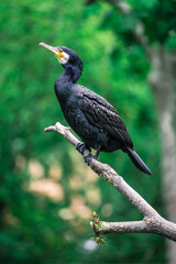 Portrait of black seabird on a branch