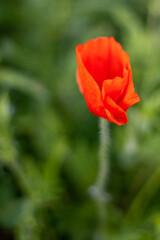 Obraz premium Dans les Coquelicots