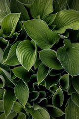 Fototapeta premium Hosta