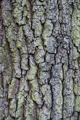 Obraz premium Close-up of oak tree bark