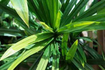 The wholesale Screwpine or pandan leaf Wallpaper Background. Top view.