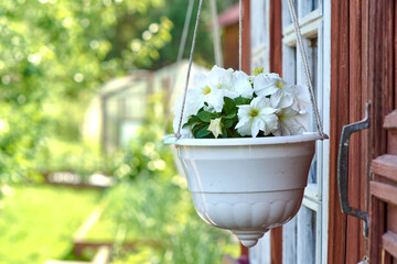 Beautiful Petunia flowers with blooming white petals in a hanging pot
