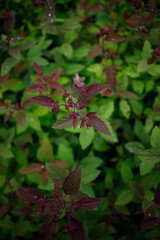 Spiraea japonica