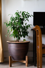 Houseplants small tree in a large ceramic pot. Green interior design.