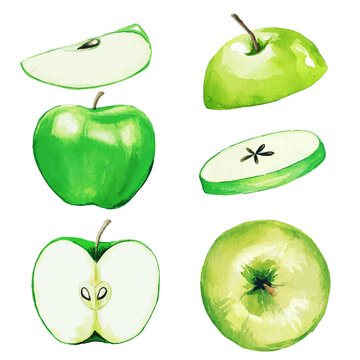Green apple, half and slices, watercolor fruit