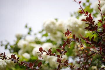 Berberis thunbergii