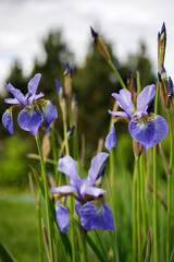 blue iris