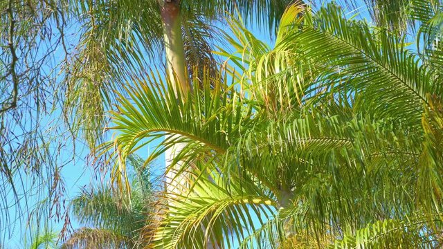 Palm trees background in 4k slow motion 60fps