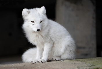 Obraz premium Arctic fox in white winter fur in the Russian settlement 