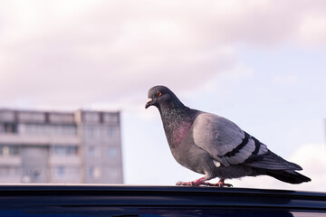 Dove against the background of the cityscape. Close-up.