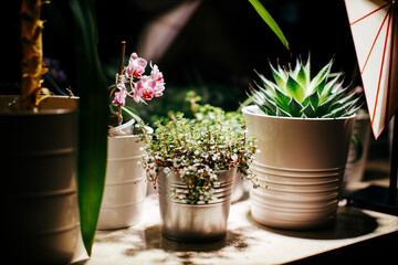 flowers in pots