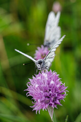 butterfly on flower