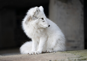Obraz premium Arctic fox in white winter fur in the Russian settlement 