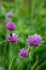pink flower