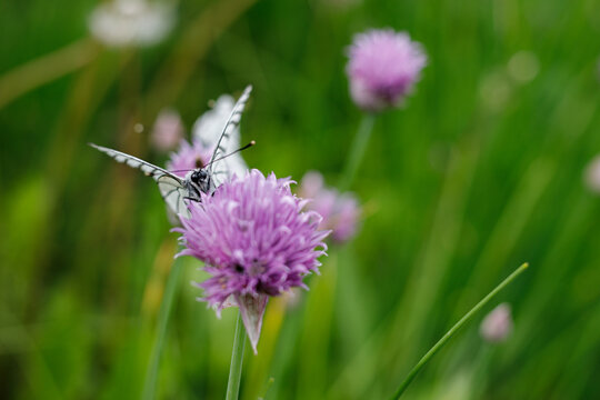 butterfly on a flower