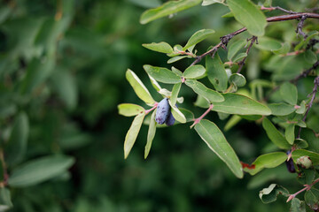 Lonicera caerulea