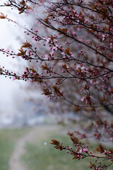 pink cherry blossom