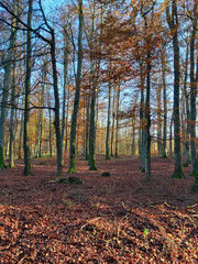 Herbstwald