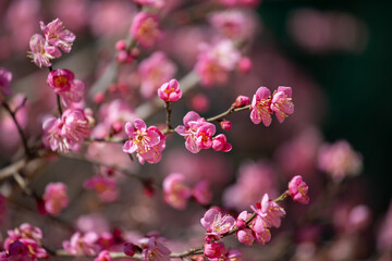 Red plum blossoms are in full bloom.