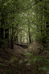 wilderness