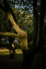 sunlight on tree branches