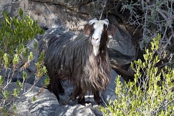Under the highest summit of Oman Jabal Shams, beautiful mountain goats ride.Oman.Asia