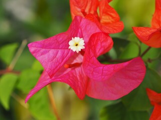 Bougainvillea flower