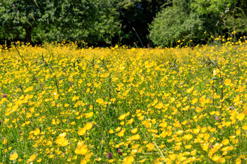 Une prairie de Renoncules