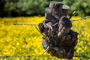 Morceau d'arbre pris dans le fil de fer barbelé