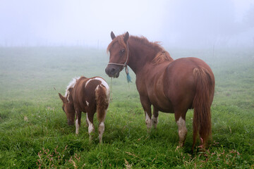 Asturias, Spain. Red colored pony mare looking at camera on a misty morning with her three months old foal eating grass.