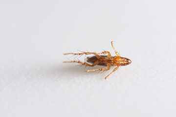 Super macro close up of brown, amber colored flea, Siphonaptera. It survives as external bloodsucking parasite of mammals and birds. 