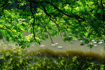 Des branches au bord de l'étang