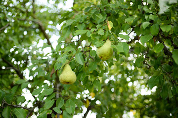 Pear closeup in the garden