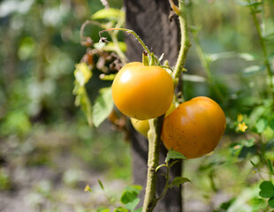 Ripe tomatoes in the garden