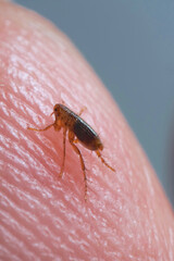 Super macro close up of brown, amber colored flea, Siphonaptera on human skin. It survives as...